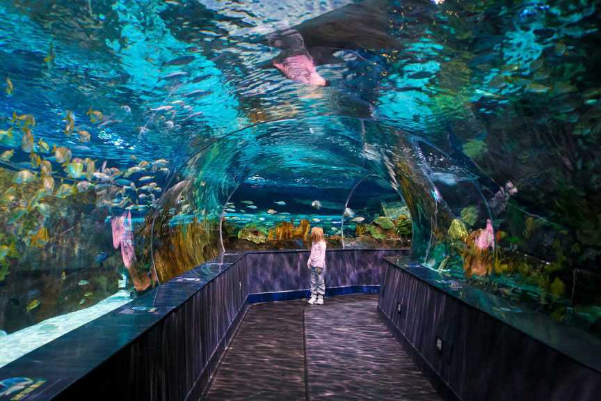Сиднейский аквариум sea life - sea life sydney aquarium