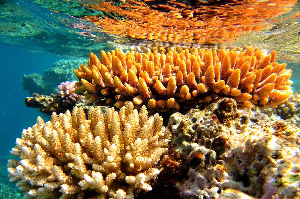 Фото Большого Барьерного рифа в Австралии Большая галерея качественных и красивых фотографий Большого Барьерного рифа, которые Вы можете смотреть на нашем сайте