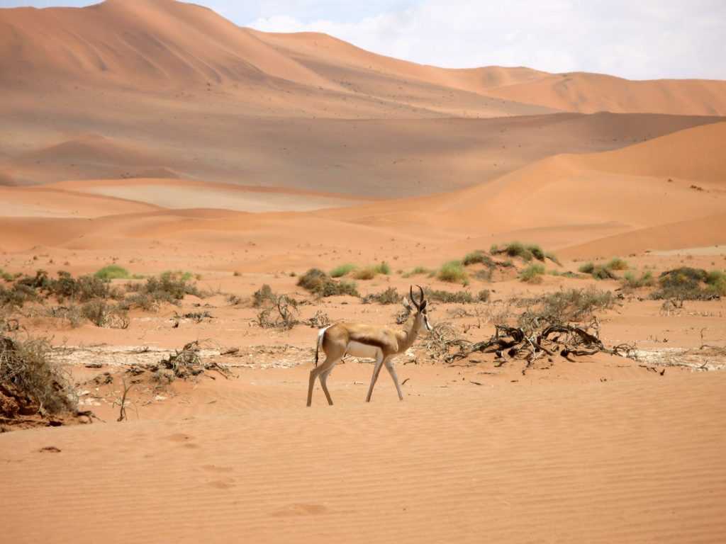 Пустыни африки: сахара, калахари, намиб - положение, факты