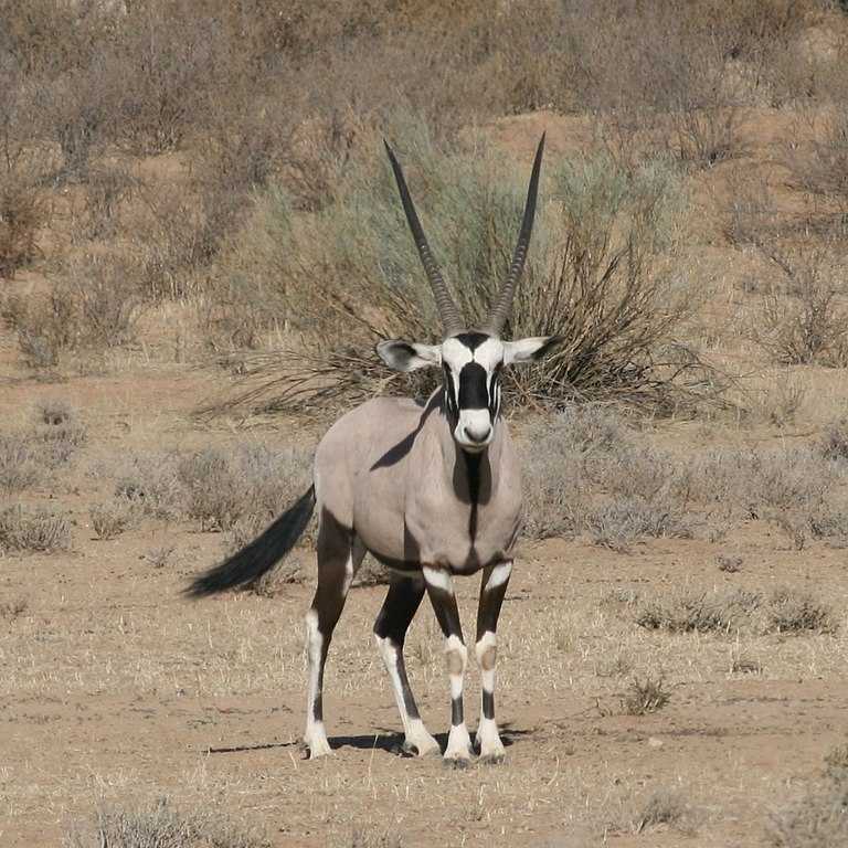 Национальный заповедник центральная калахари (central kalahari game reserve) описание и фото. ботсвана