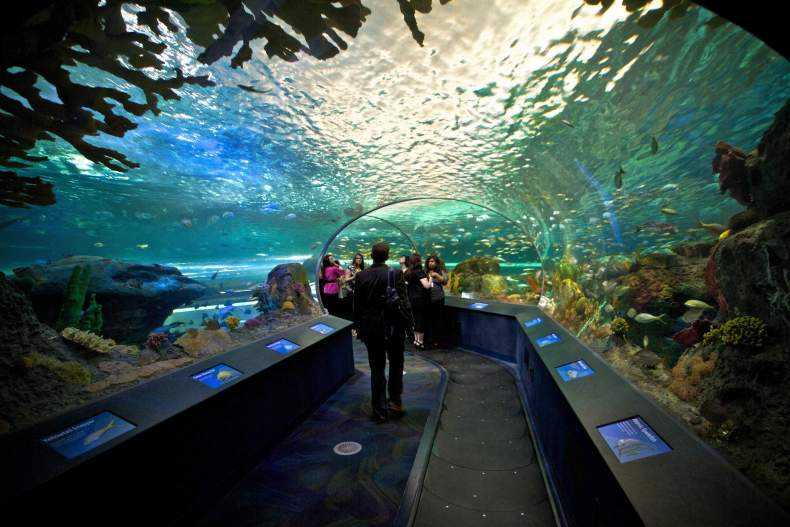 Самые большие океанариумы в мире: 14 лучших
самые большие океанариумы в мире: 14 лучших