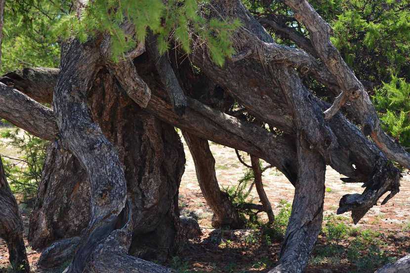 Удивительные деревья (10 фото + описания) – antiloh.info antiloh.info