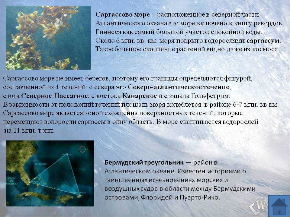 Саргассово море интересные факты фото