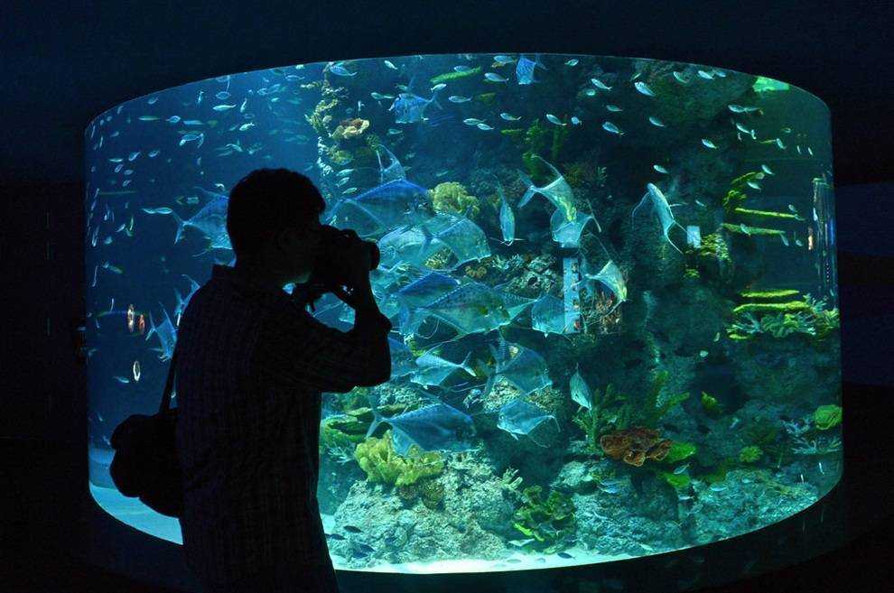Самые большие океанариумы в мире - топ 10