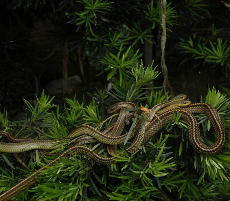 Самый опасный остров со змеями находится в бразилии