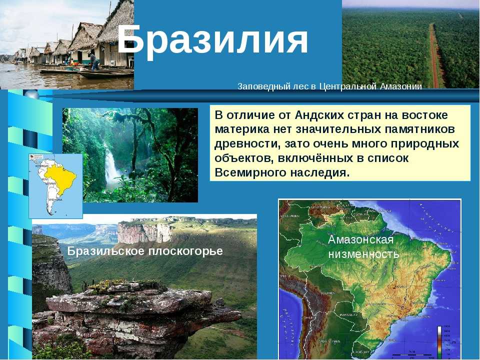 Животные амазонии: «фауна лесов амазонки»
