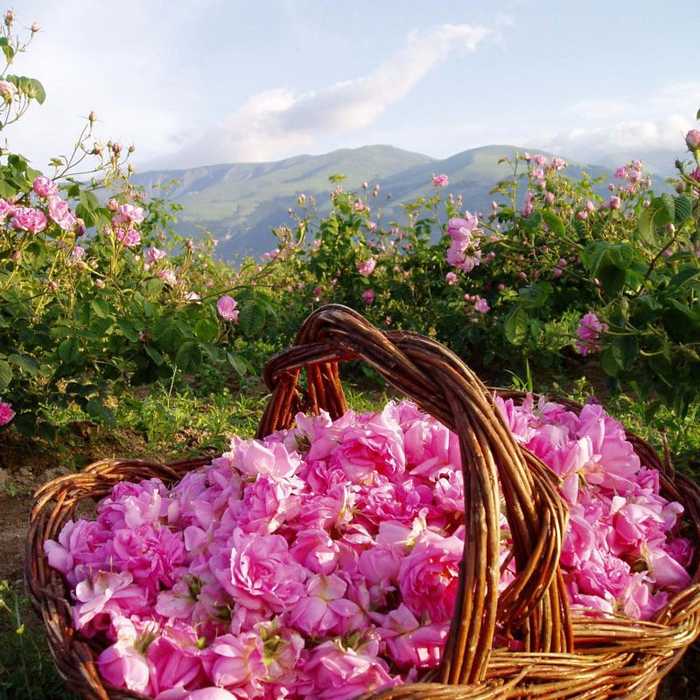 Экскурсия казанлък, долина роз и прочие достопримечательности болгарии