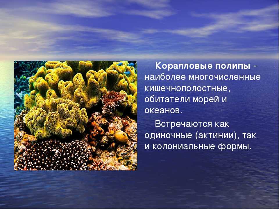 Коралловое море. описание водоема, животный и растительный мир. акулы в коралловом море.