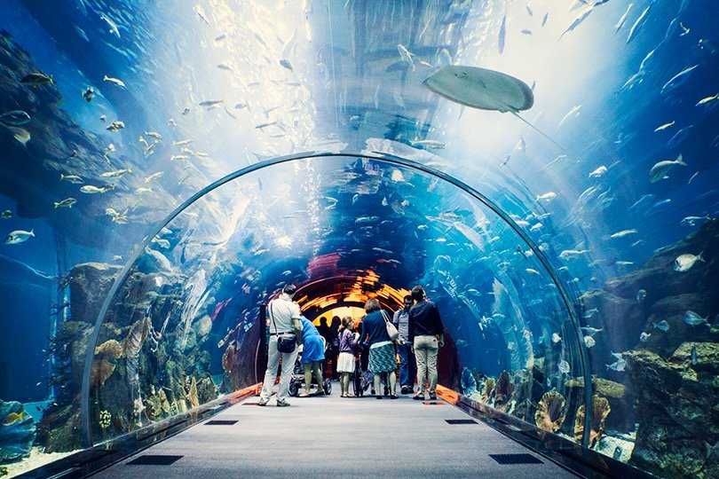 Океанариумы Австралии: Сиднейский аквариум