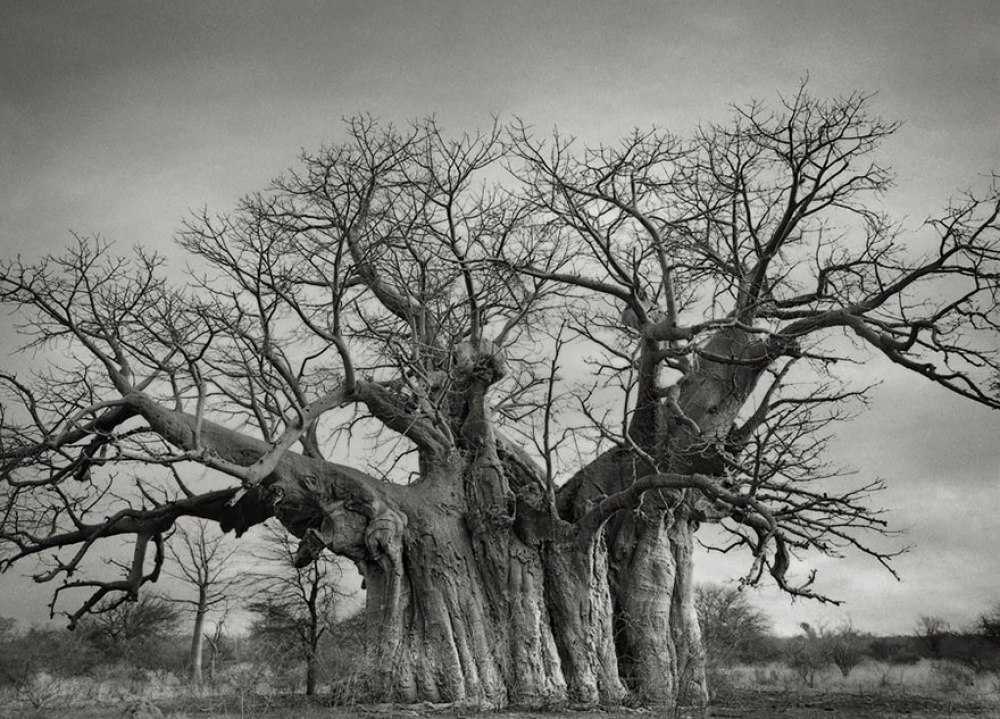Уязвимые гиганты: фотограф потратил 10 лет жизни на поиск самых старых деревьев на земле (12 фото)