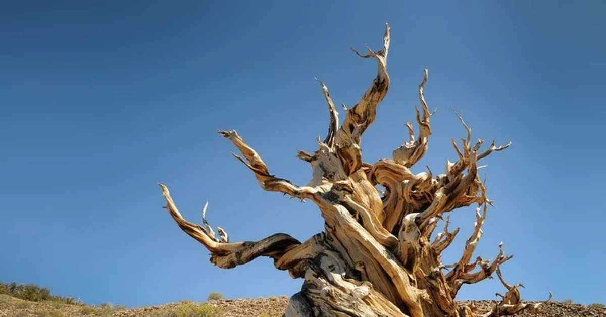 22 фотографии самых странных деревьев, каждое из которых - произведение искусства