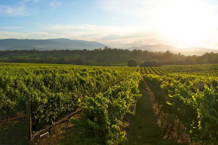 Долина ярра (вино) -  yarra valley (wine)