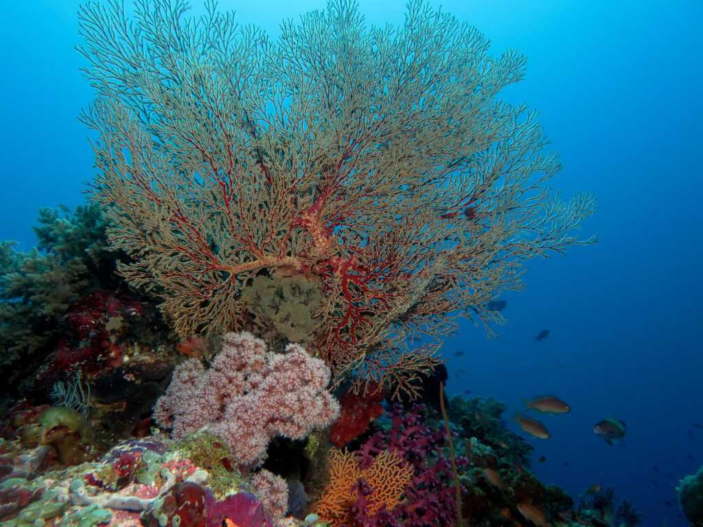 Коралловое море — море Тихого океана, которое лежит между берегов Австралии, Новой Гвинеи, Новой Каледонии