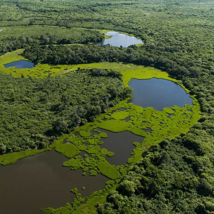 Пантанал - pantanal