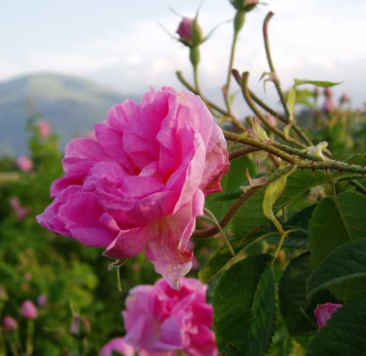 Долина роз в болгарии — розовые поля