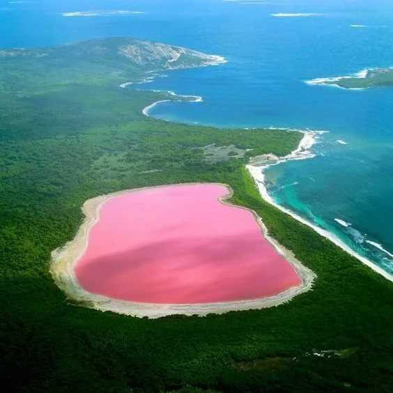 Озеро хиллер на острове миддл в австралии: почему розовое, где находится, как добраться, фото, отзывы туристов
