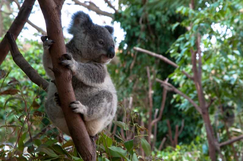 Австралия — это не только кенгуру или какие достопримечательности стоит посмотреть на континенте
