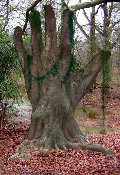 Дерево жизни - tree of life
