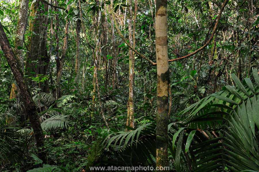 Национальный парк жау: заповедный уголок бразилии