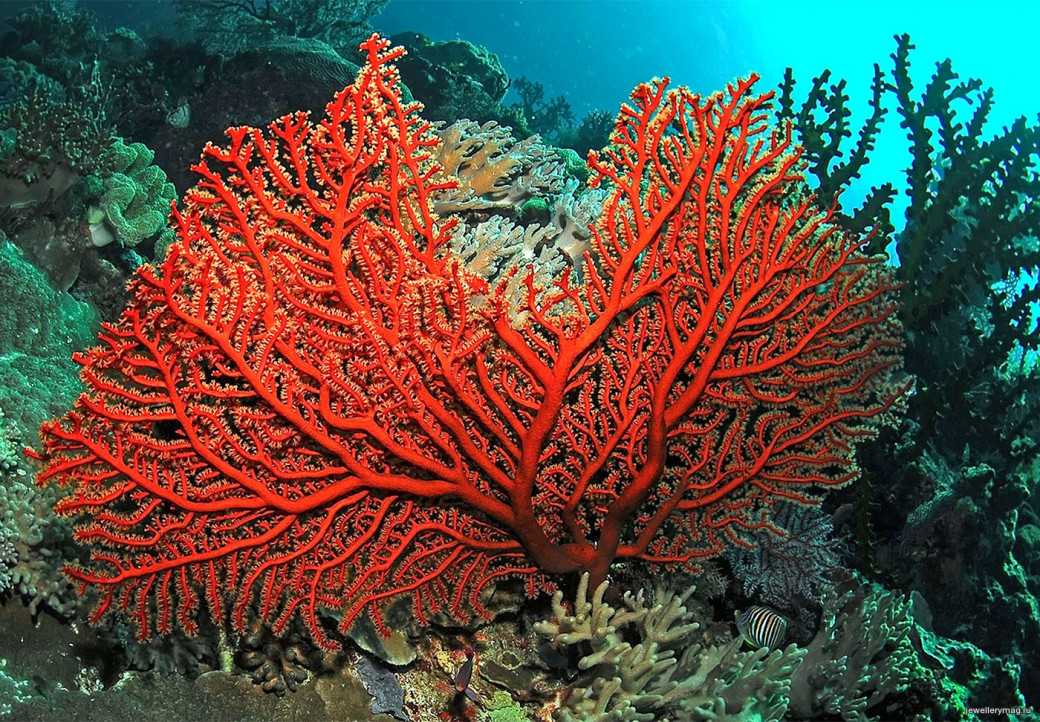 Коралловое море — море Тихого океана, которое лежит между берегов Австралии, Новой Гвинеи, Новой Каледонии