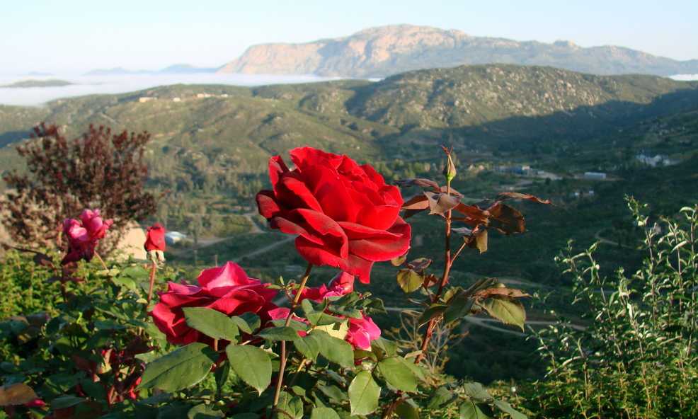 Долина роз болгария. идея путешествия в розовую долину.