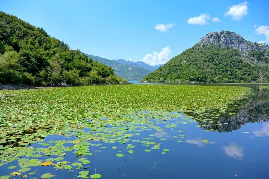 Скадарское озеро – самый большой водоем черногории