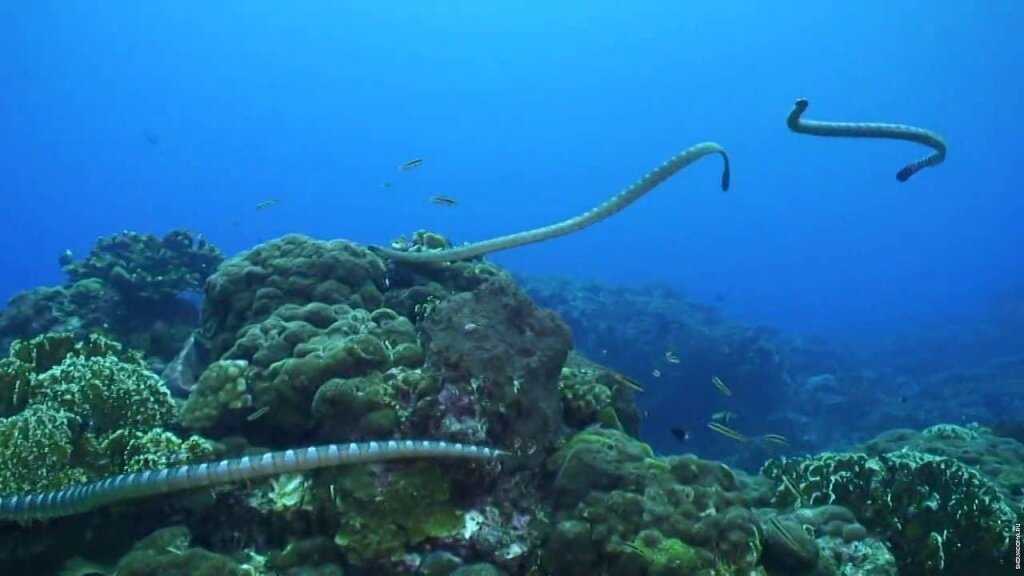 Остров кеймада гранде - обитель самых опасных змей в мире