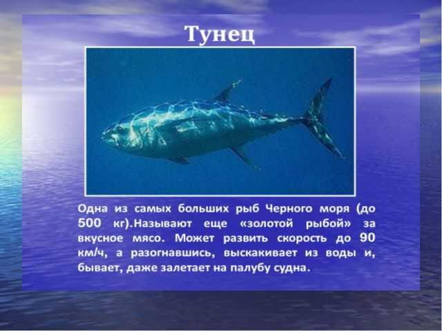 Рыбы черного моря
