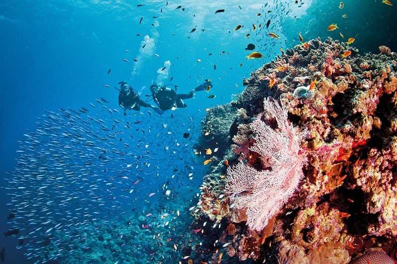 Животные крупнейшего в мире кораллового рифа - большого барьерного рифа
