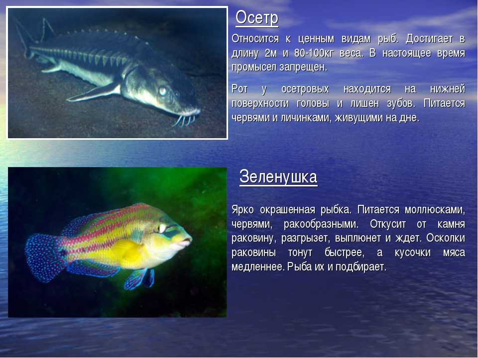 Черное море — подробная информация, интересные факты