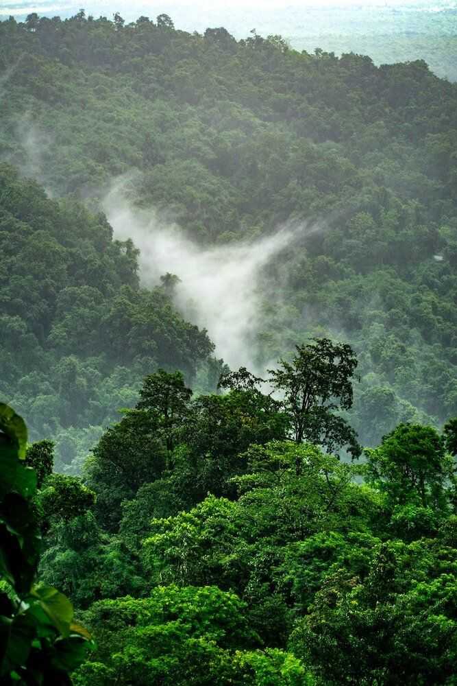 Бассейн амазонки представляет собой огромную низину, покрытую дождевыми джунглями, занимающими практически весь север Южной Америки.