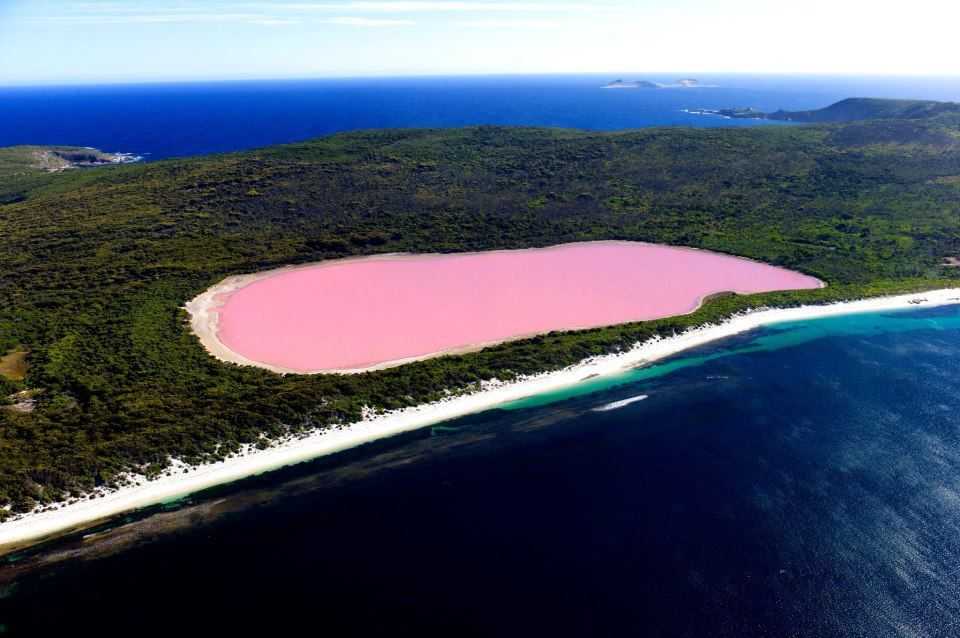 Почему озеро хиллиер окрашено в розовый цвет?