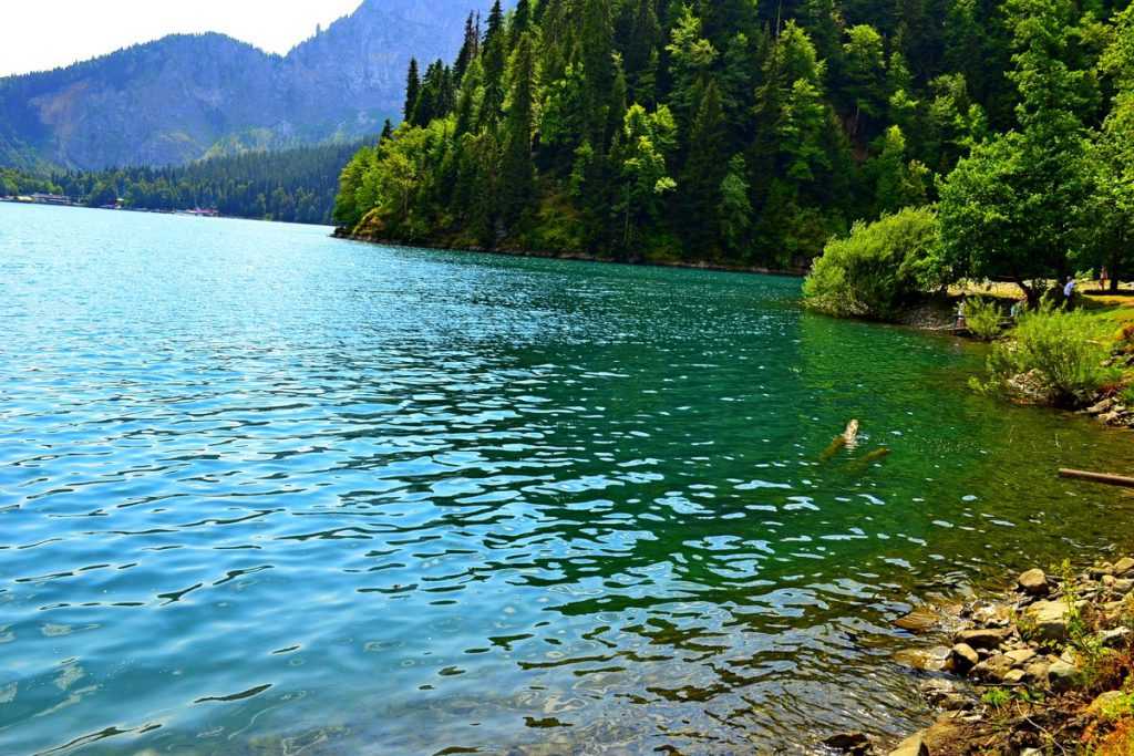Легенды и будни жемчужины абхазии озера рица