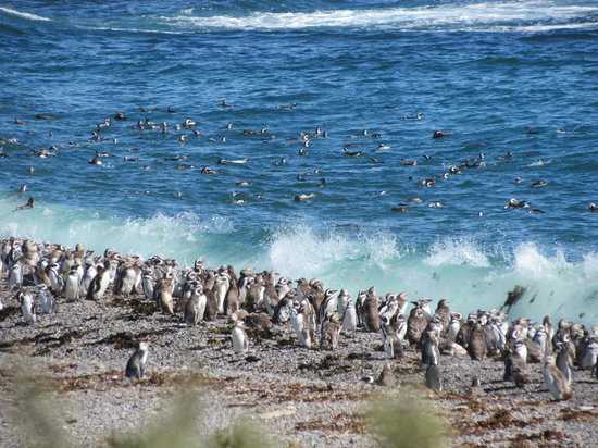 Пунта-томбо: "приют магеллановых пингвинов"⚡