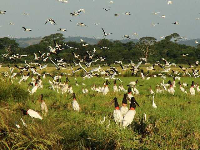 Пантанал - pantanal