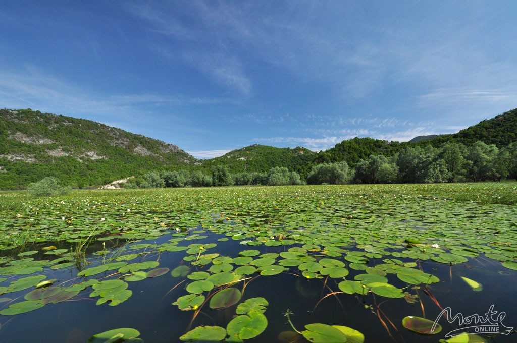 Скадарское озеро: национальный парк черногории. как доехать