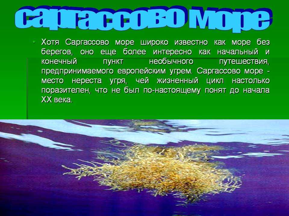 Интересные факты о саргассовом море
