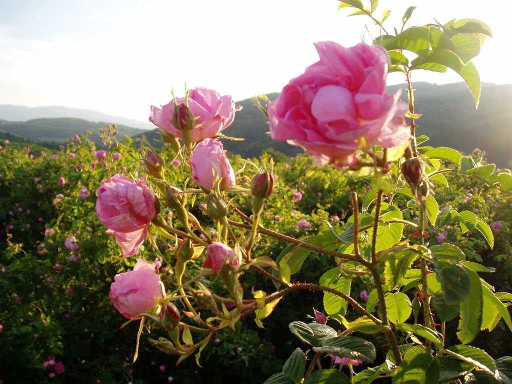 Долина роз — путеводитель викигид wikivoyage
