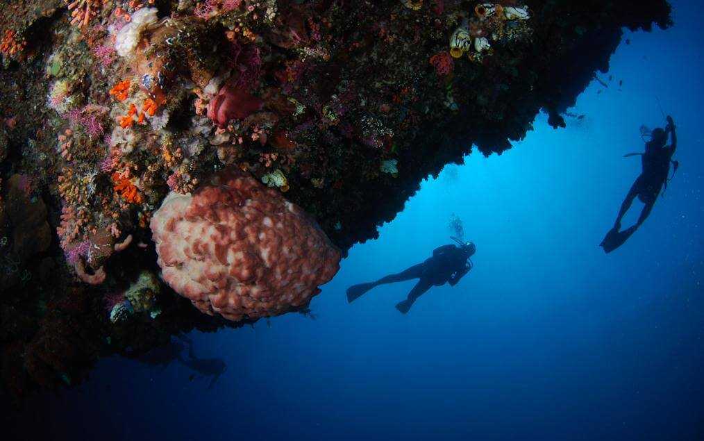 Большой барьерный риф — фото, история открытия, описание, как добраться туристу