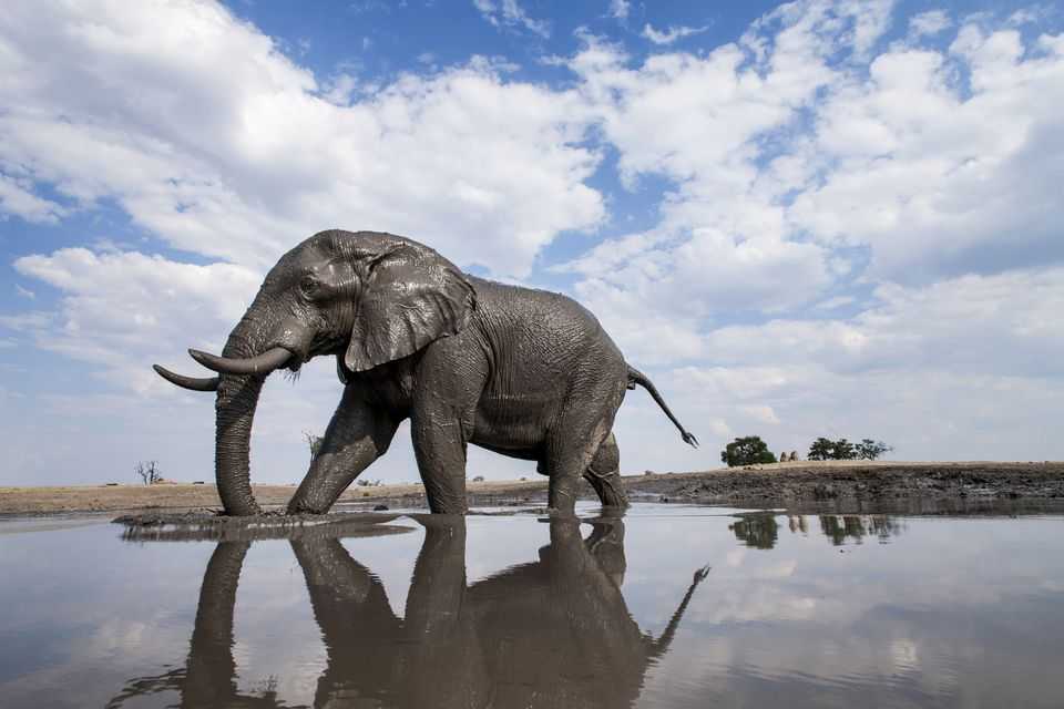 По дикой ботсване вдоль реки чобе вместе с крокодилами, слонами и львами