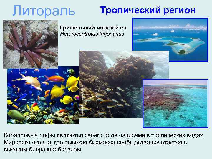 Коралловое море — удивительный подводный сад