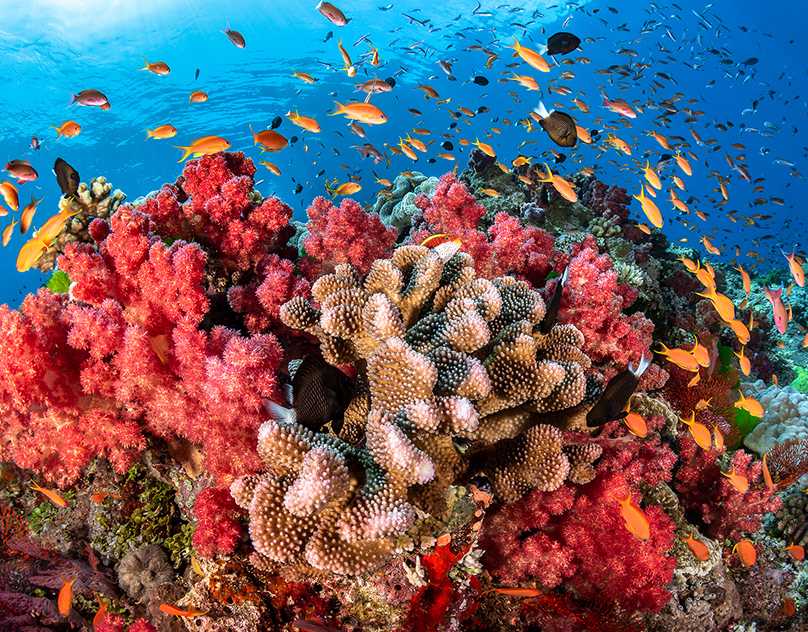 Большой барьерный риф (австралия): фото, описание, история открытия • вся планета