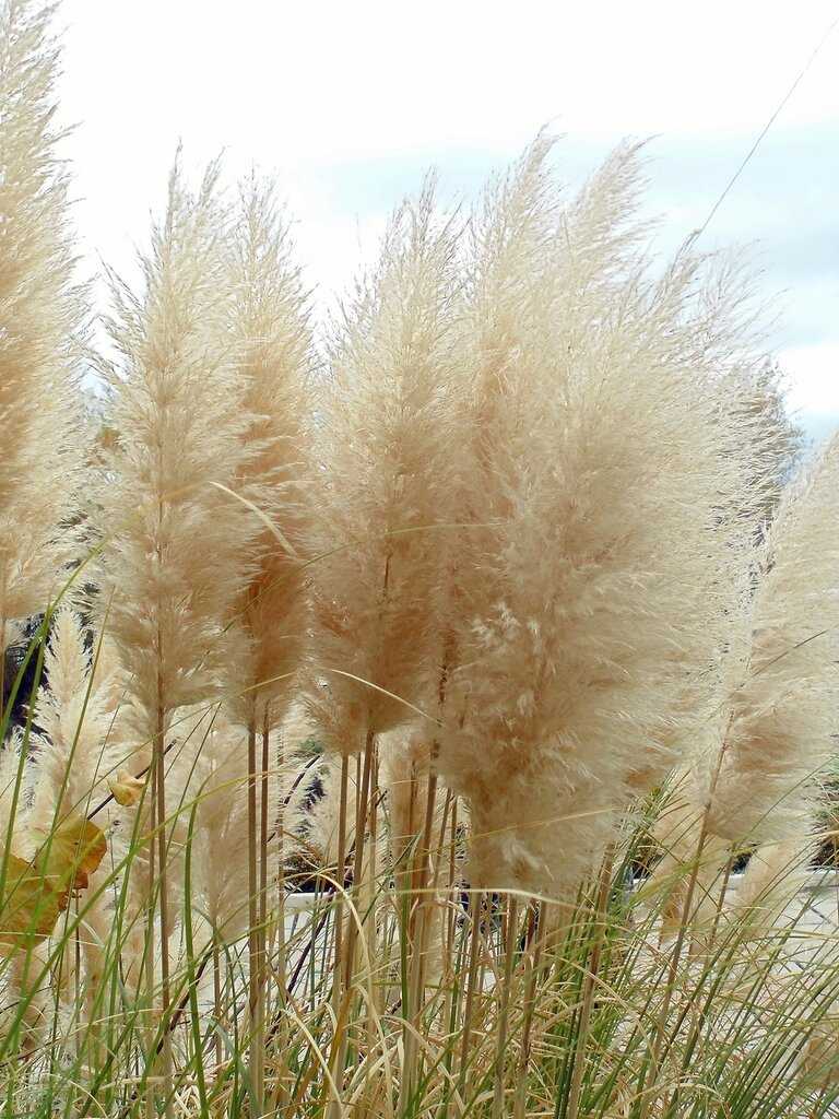Пампасная трава – посадка и уход, фото, размножение семенами, делением