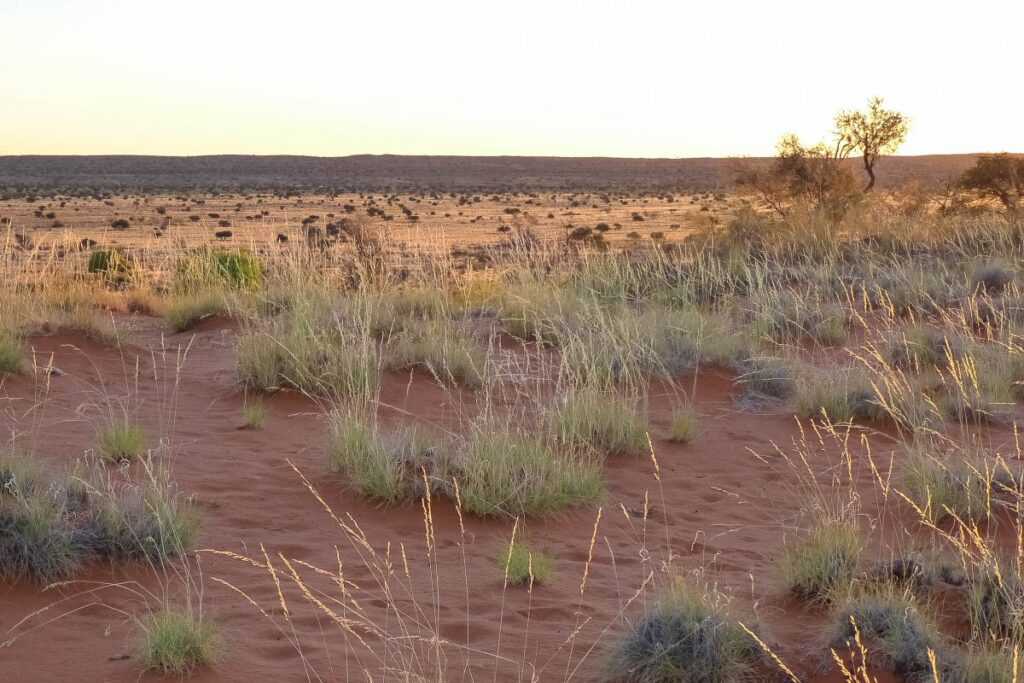 Загадки жизни в пустыне калахари