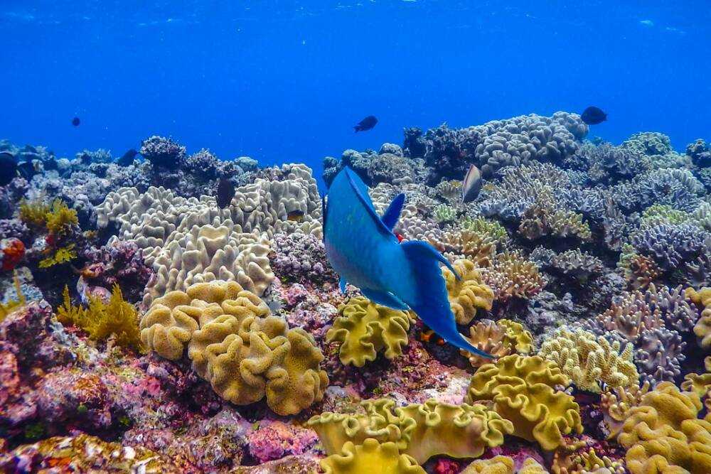 Обитатели крупнейшего в мире кораллового рифа — большого барьерного рифа