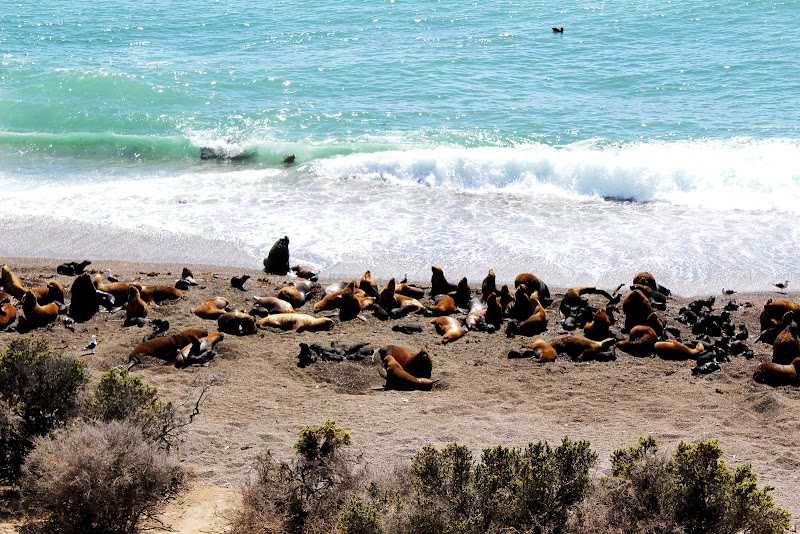 На полуострове пунта томбо собралось около миллиона магеллановых пингвинов ► последние новости