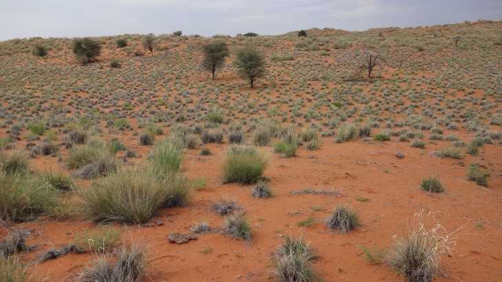 Загадки жизни в пустыне калахари