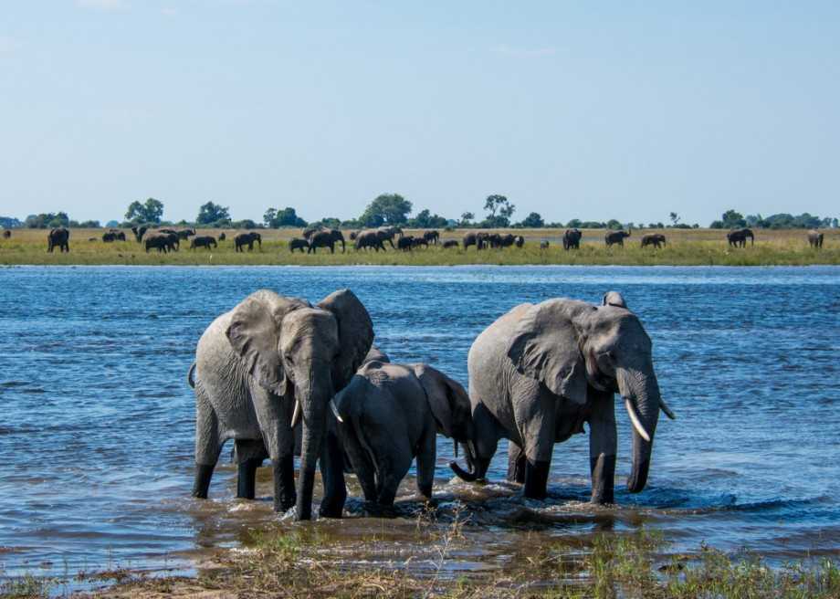 Дикая природа ботсваны - wildlife of botswana
