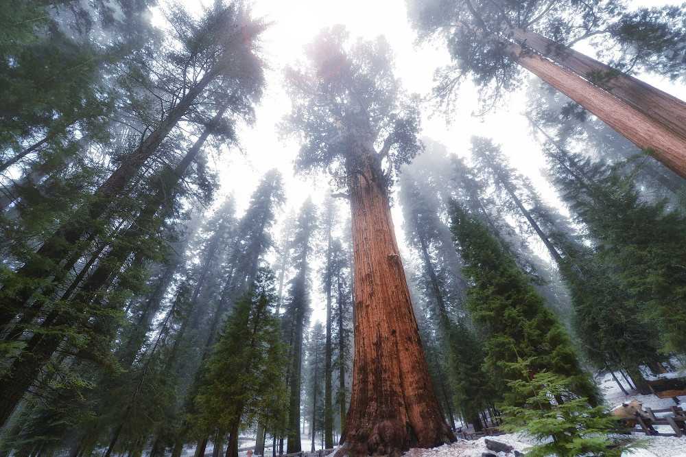 10 самых больших лесов на планете (фото)