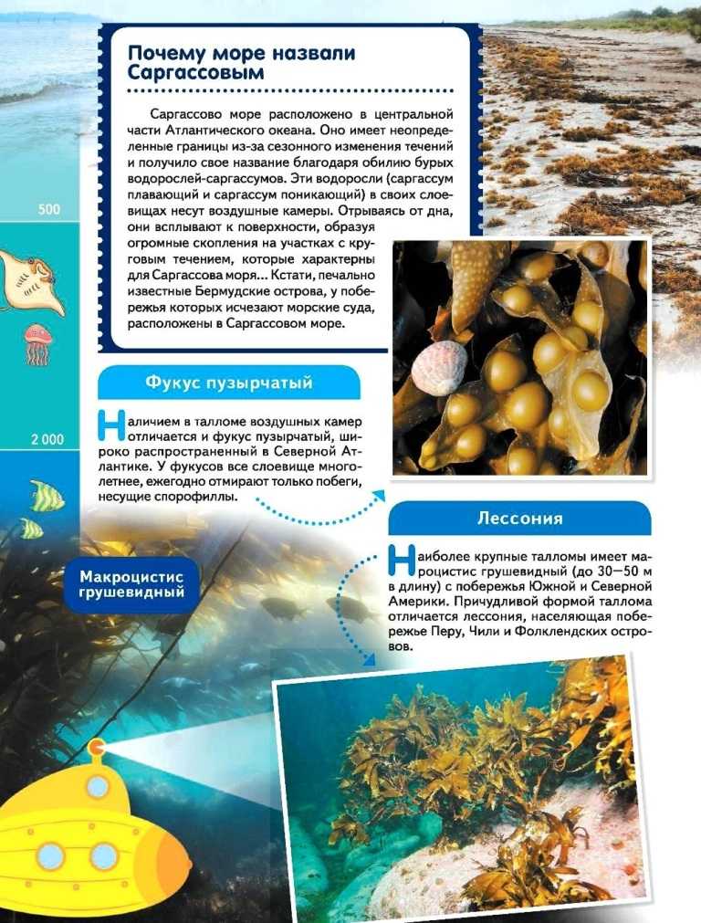 Саргассово море: проклятое место презентация, доклад, проект